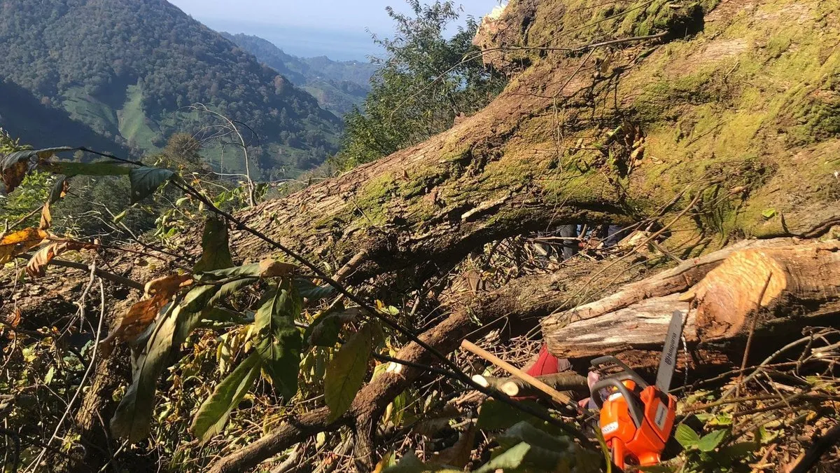 Artvin’de kestiği ağaç üzerine devrilen adam hayatını kaybetti