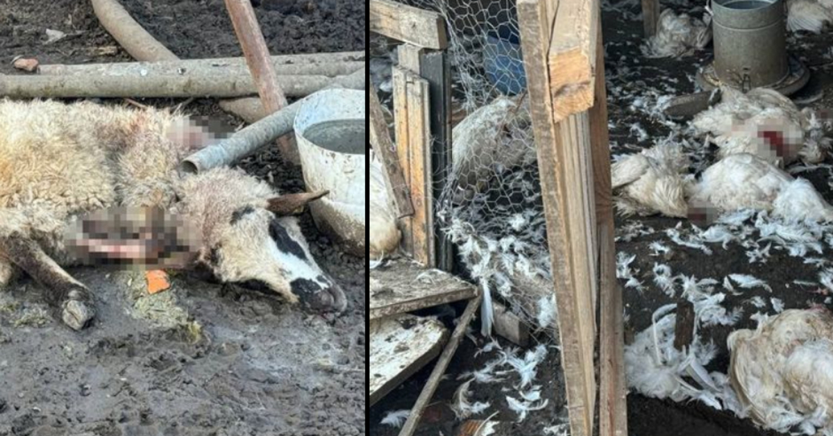 Bursa’da sahipsiz köpekler, çiftlikteki koyun ve tavuklara saldırdı