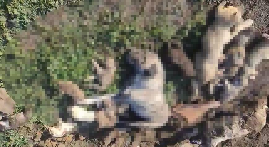 Osmaniye’de hayvan barınağında 21 köpek ölü bulundu