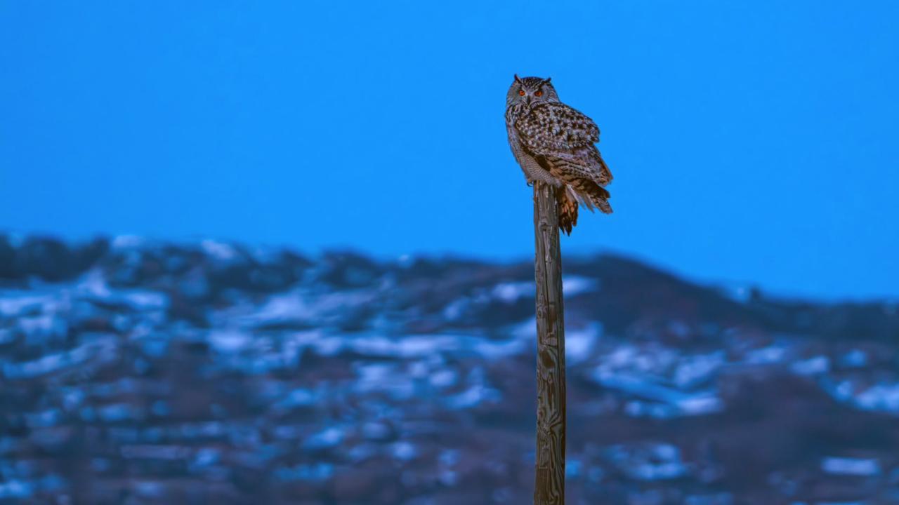 Nadir görülen puhu Sivas’ta fotoğraflandı